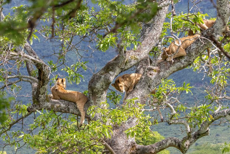Tanzania Wildlife Ngorongoro leeuwen in boom AZ (5).jpg - Jambo Safari Club